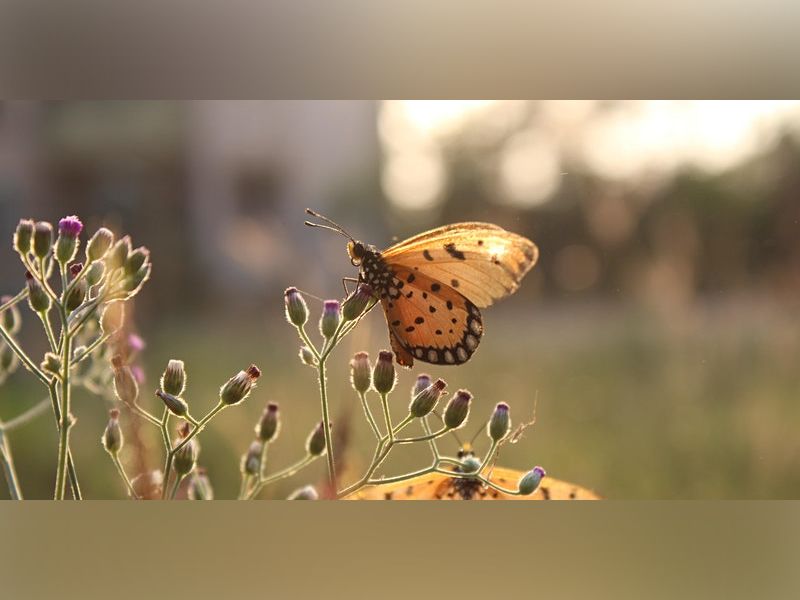 Big Butterfly Count