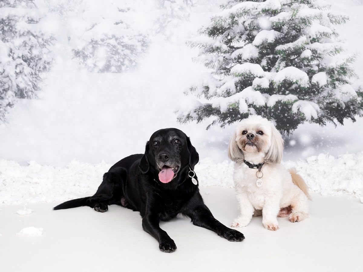 Christmas Photoshoot at Edinburgh & Lothians Rehoming & Rescue Centre