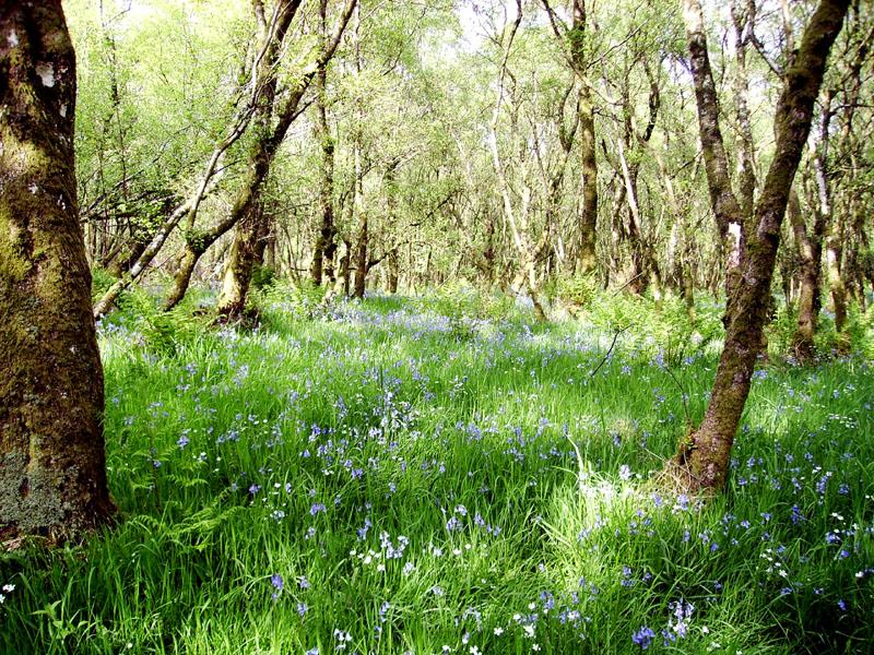 Scotland’s Gardens Scheme Open Garden: Highwood