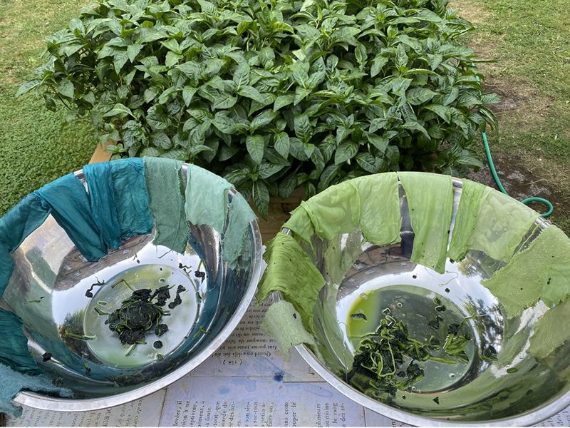 Indigo Dyeing Workshop in the Glasgow Botanics