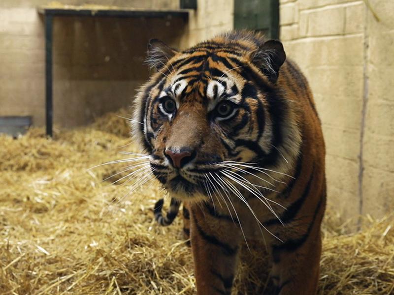 Critically endangered tiger arrives at Edinburgh Zoo 