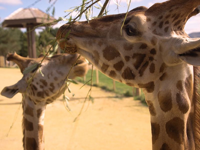 Edinburgh Zoo welcomes virtual visitors with new interactive feature