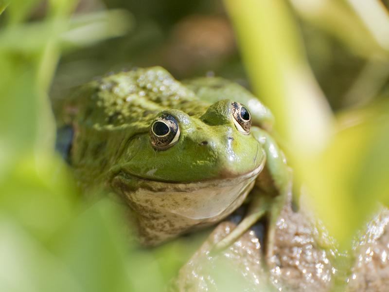 Pond Doctor with Froglife and RSPB Scotland