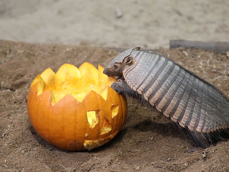 Halloween Hoots