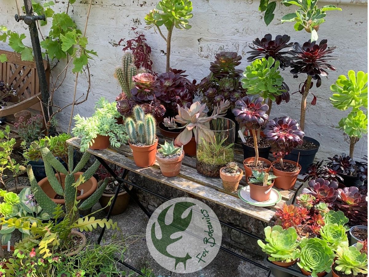 Open Days & Plant Sale at The Victorian Jungle