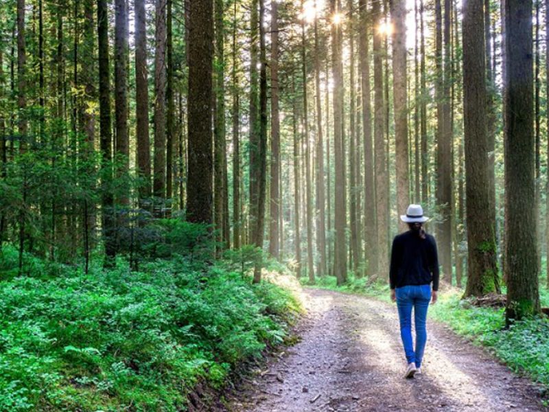 Community Forest Bathing Walk at Hermitage of Braid Nature Reserve at