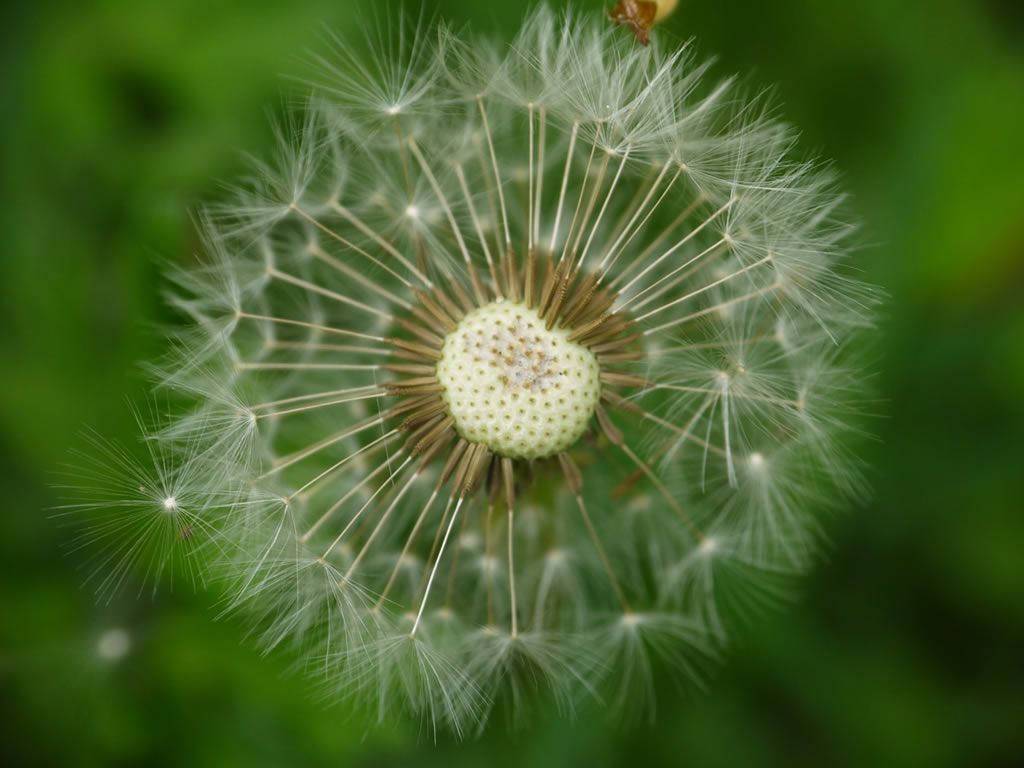 Full Moon Herb Walk & Tea Tasting