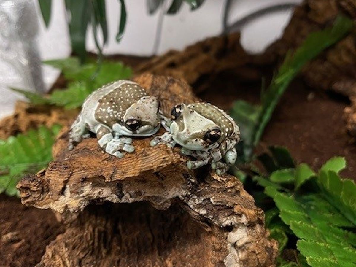 Froglets born in Amazonia leap to new homes