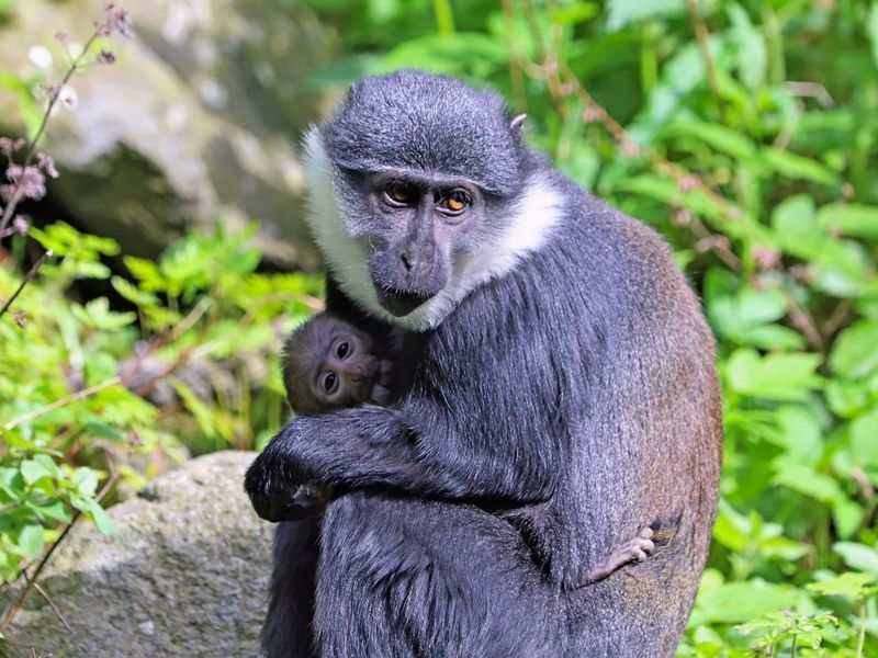 Edinburgh Zoo welcomes the arrival of tiny baby monkey
