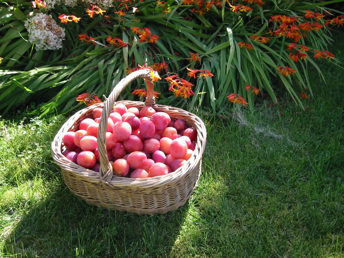 Newburgh Plum Market