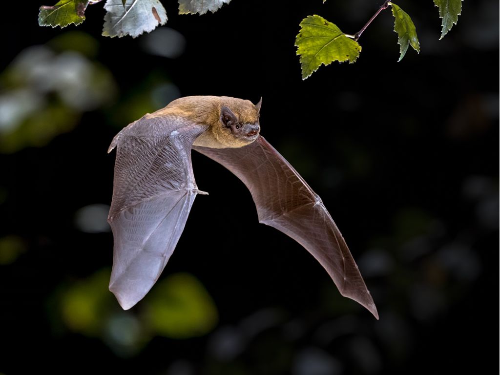 Brilliant Bats at RSPB Baron’s Haugh