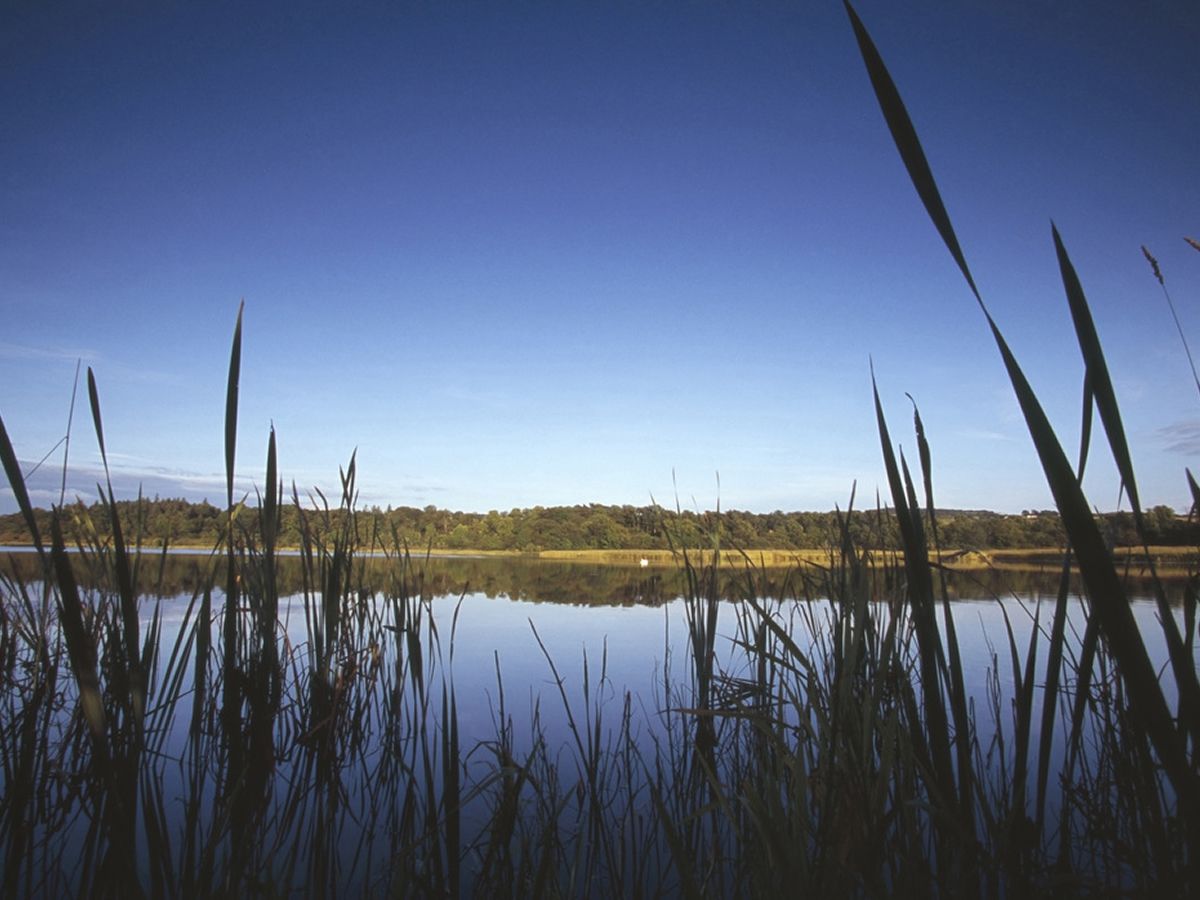 Rspb Lochwinnoch Nature Reserve