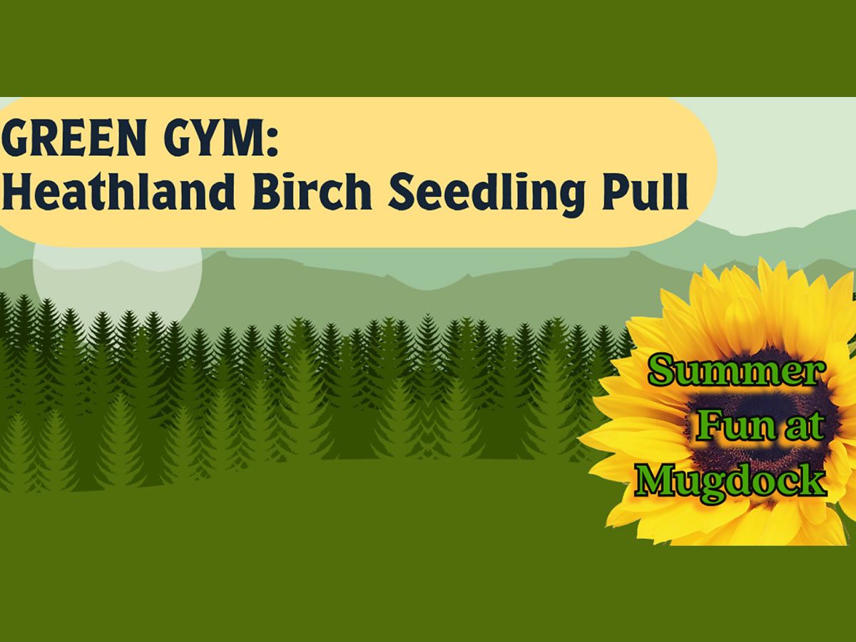 Green Gym: Heathland Birch Seedling Pull