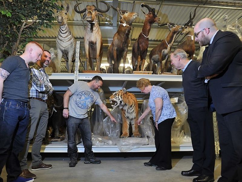 Curator-led Tours and Viewing Sessions