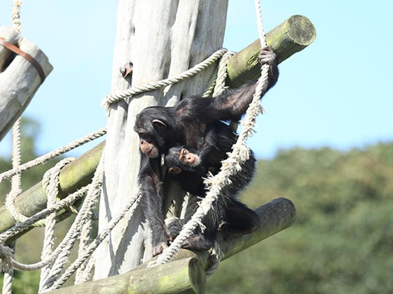 Edinburgh Zoo chimps learn the ropes