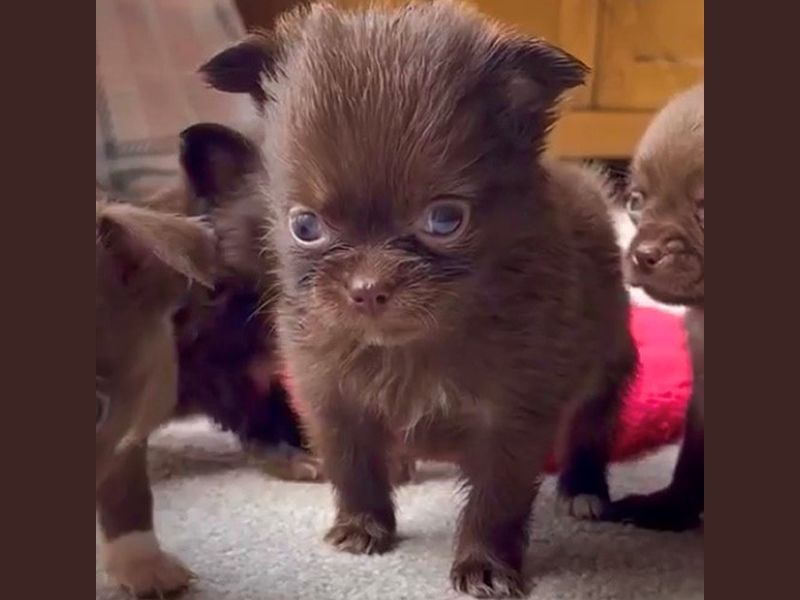 Edinburgh Chihuahua Cafe gets a new puppy for the first time