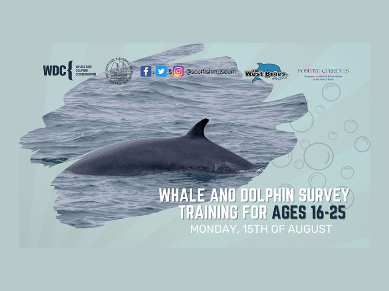 Whale and Dolphin Training for Ages 16-25 with WDC Shorewatch