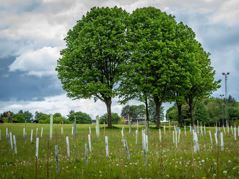 Plans launched to plant ten trees for every person in Glasgow City Region