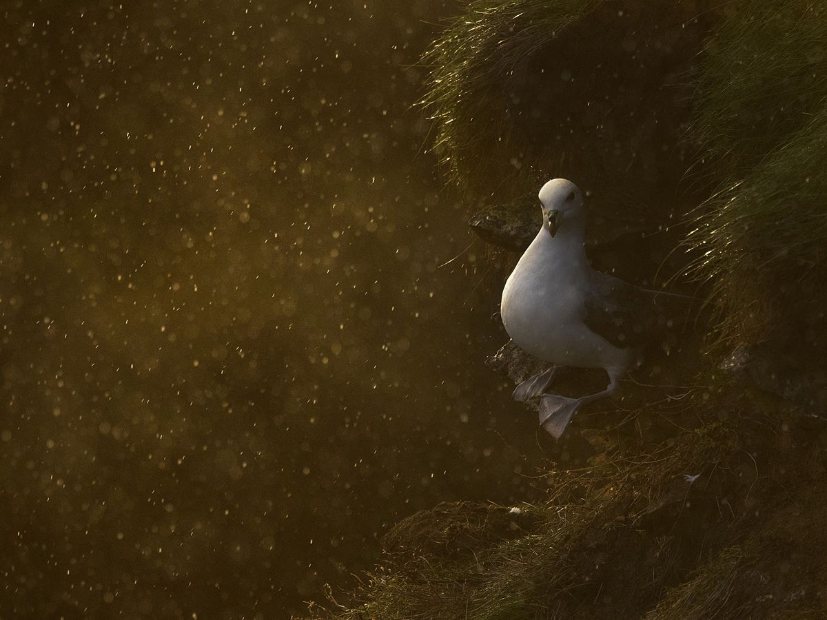 Scottish Nature Photography Awards 2024 Winners’ Exhibition