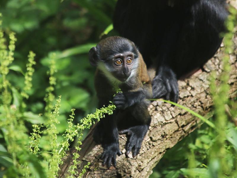 Baby monkey at Edinburgh Zoo named by keepers 