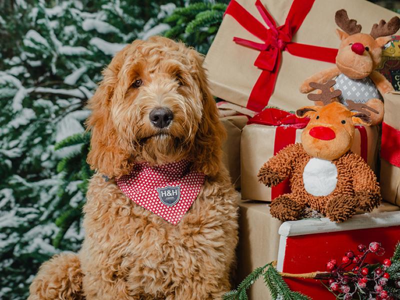 Leading garden centre creates ultimate Christmas treat for pets