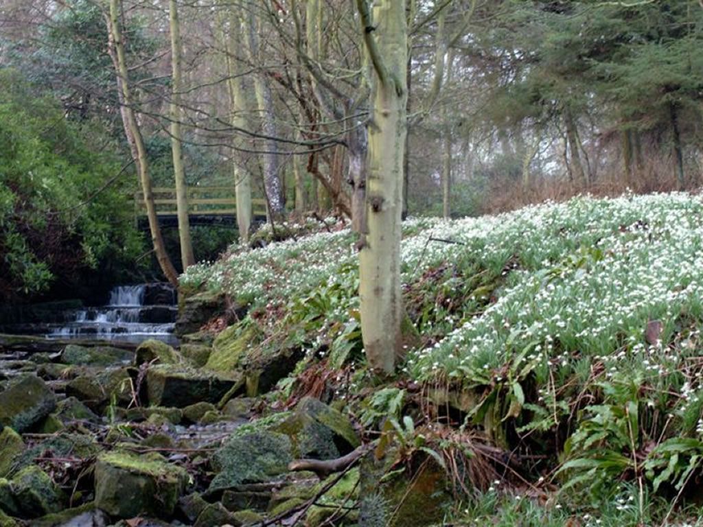 Snowdrop Festival