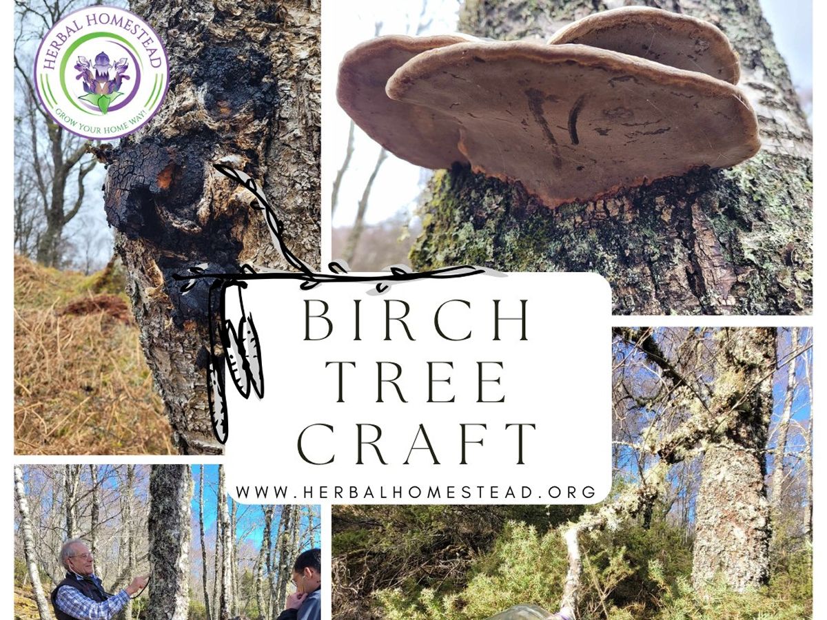 Birch Craft - Sap Tapping, Medicinal Fungi & Besom Making