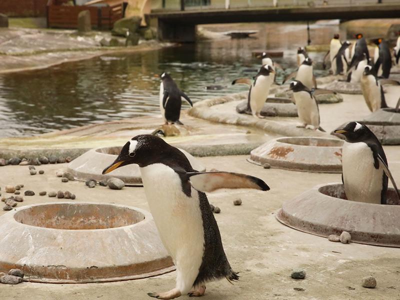 Gentoo does it: Penguin breeding season starts at Edinburgh Zoo 