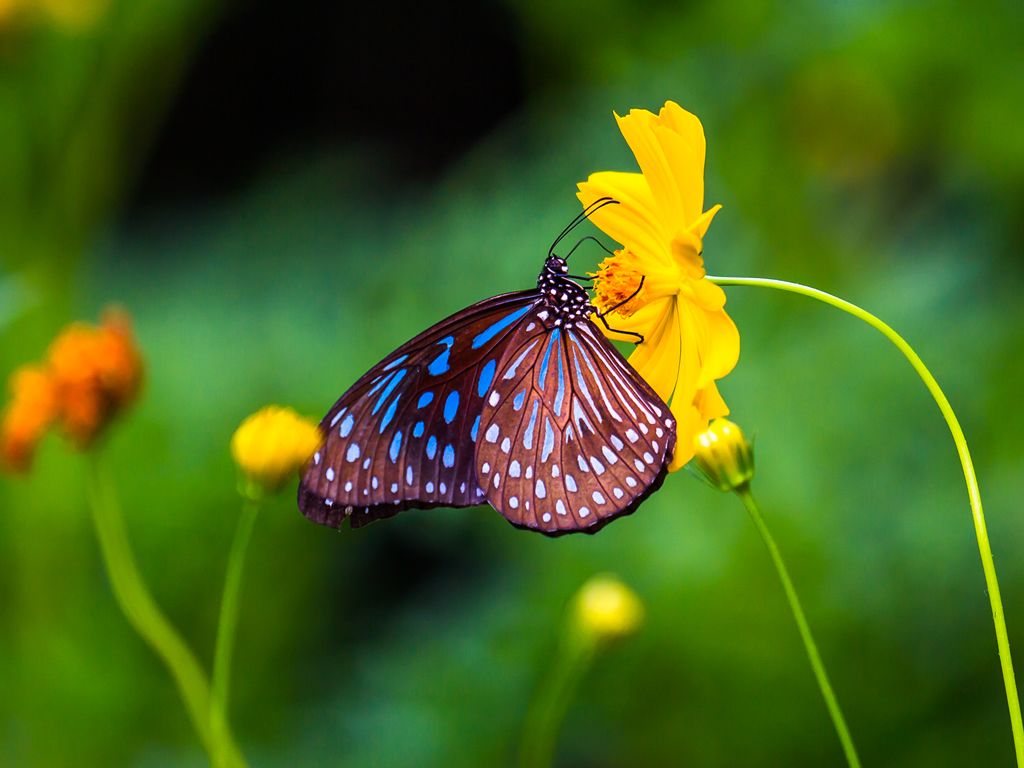 How I Became A Butterfly: Book Chat and Q&A