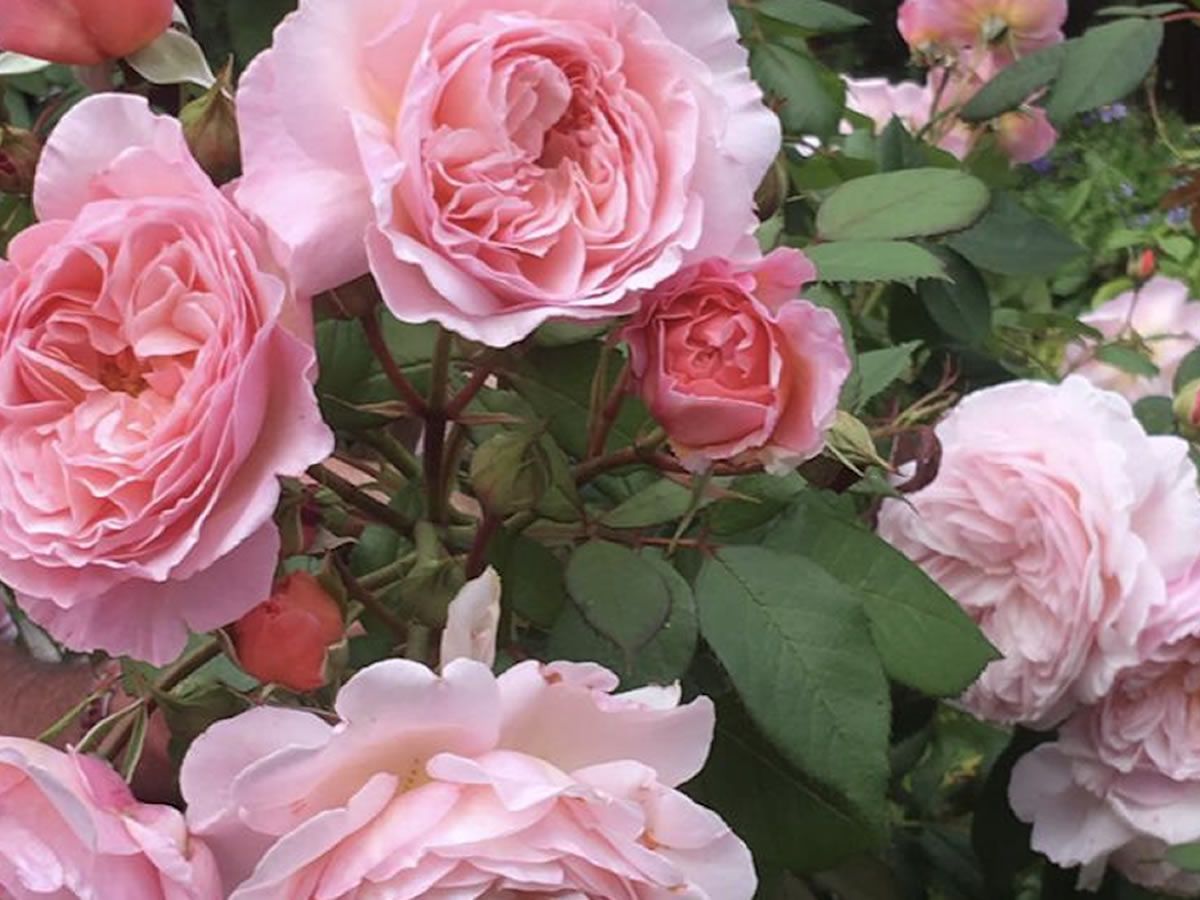 Scotland’s Gardens Scheme Open Garden: Auchtermuchty Open Gardens