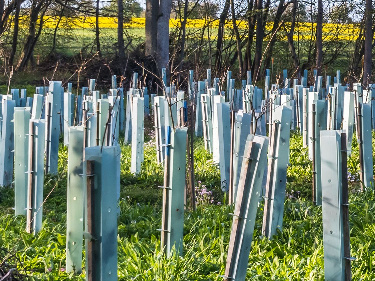 Tree Planting at The Orry
