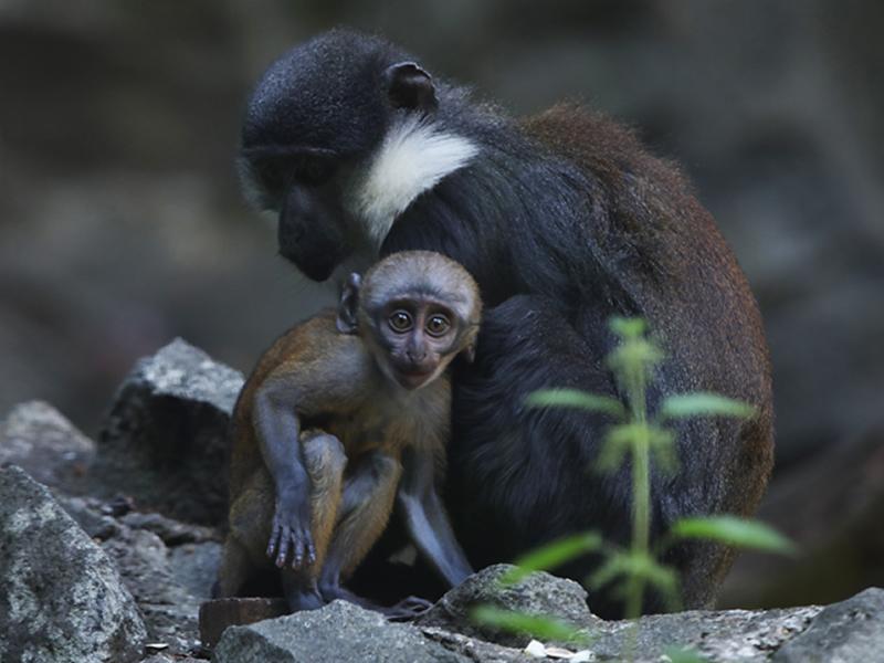 LHoests monkey baby born at Edinburgh Zoo 