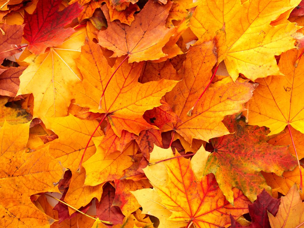 Samhain Walk