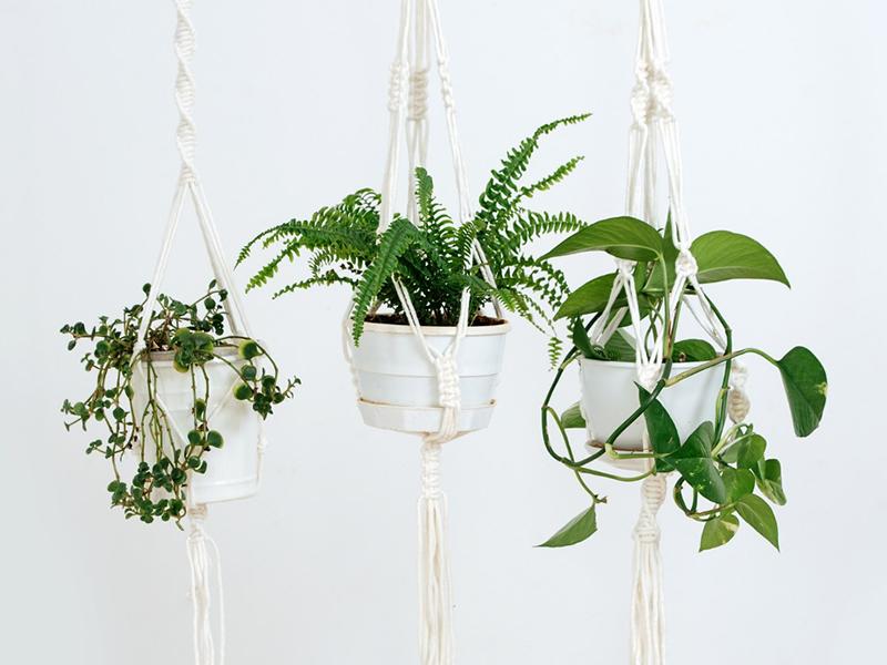 Macrame Plant Hanger Workshop