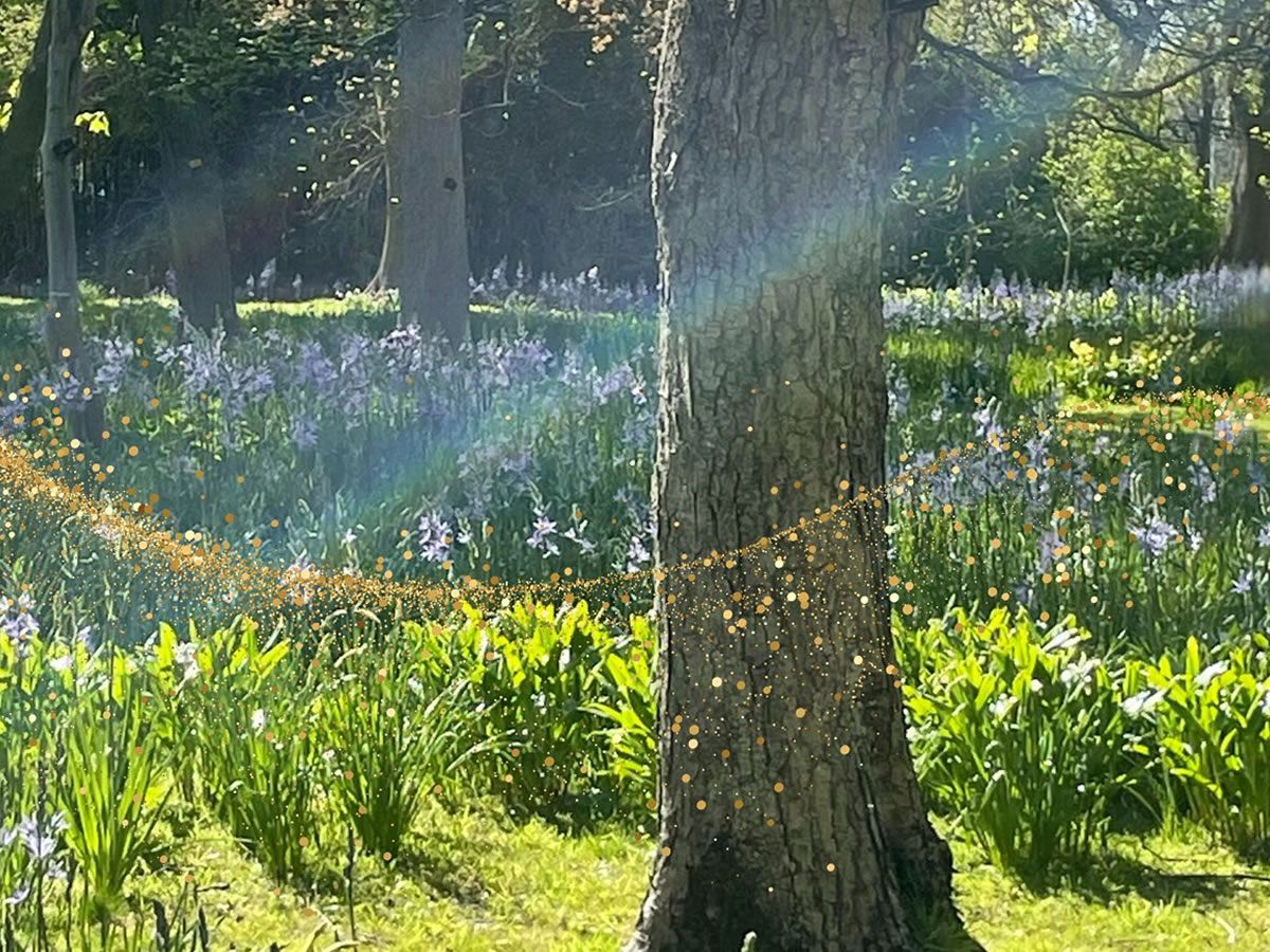 The Wonder Concierge: A wonderwalk in nature