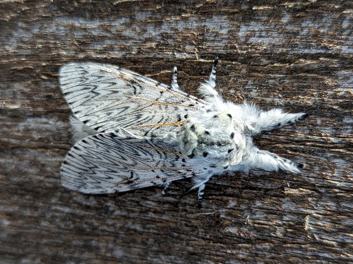 The Secret Lives of  Butterflies and Moths