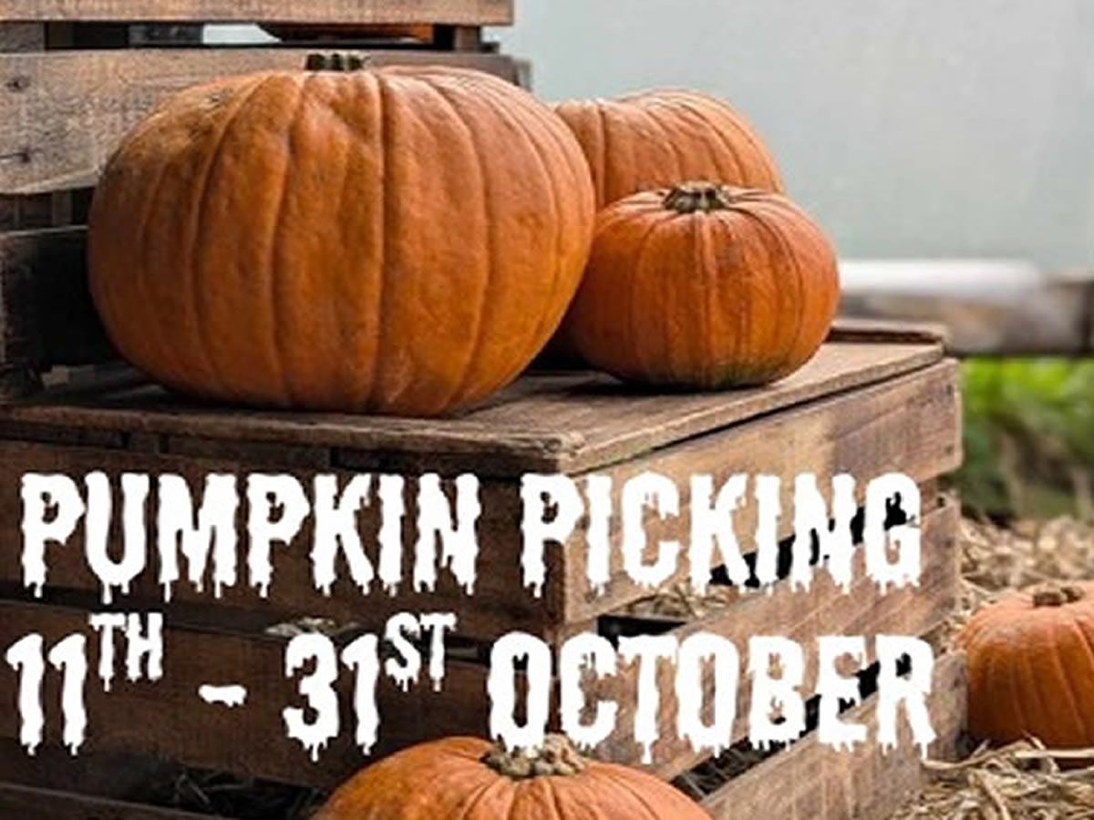 Pumpkin Picking at Briarlands Farm