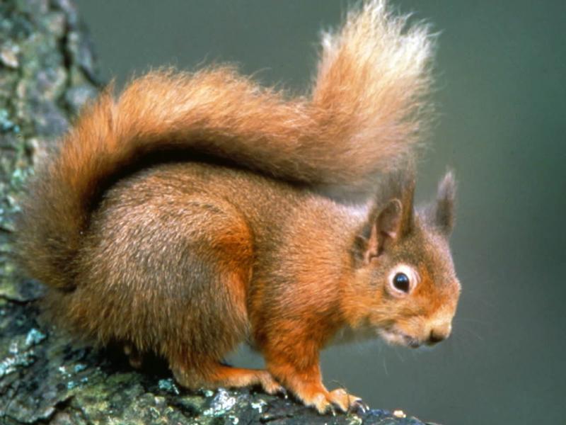 Spot Red Squirrels at Brodick Castle