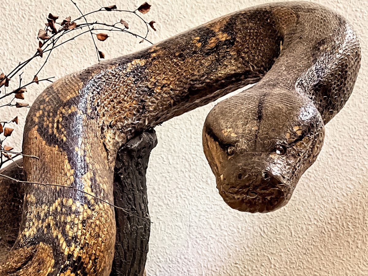 Snake Summer: Movie Night in the Museum!