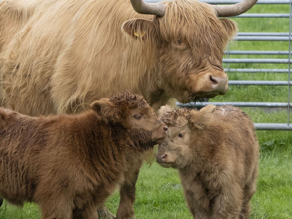 New arrivals at the National Museum of Rural Life