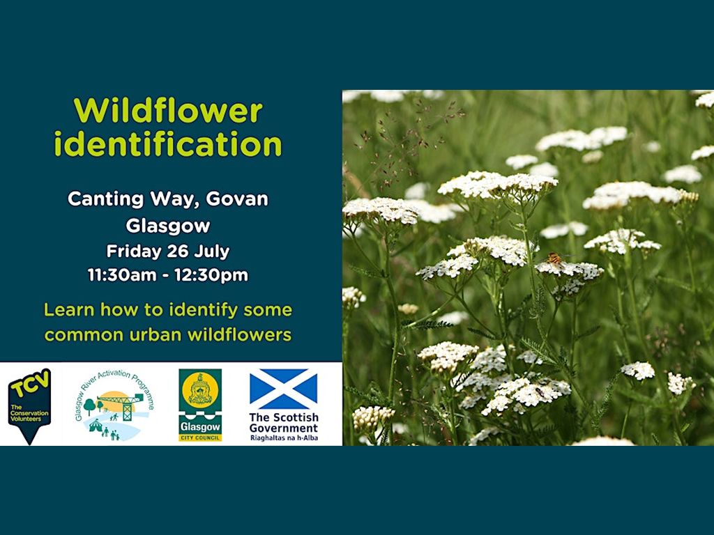 Wildflower Identification