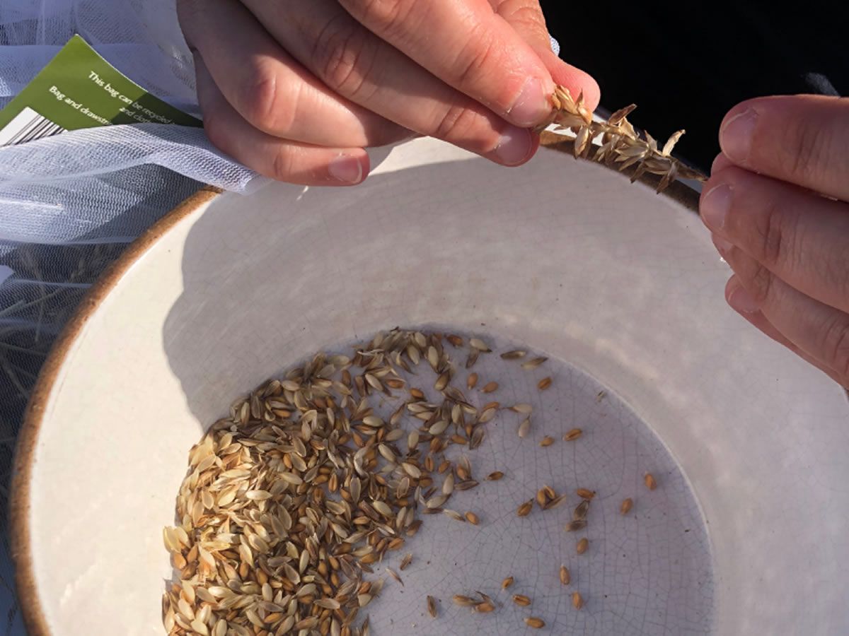 Introduction to Seed Saving (one-day workshop)