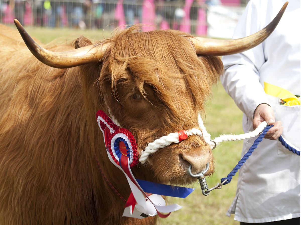 The Royal Highland Show