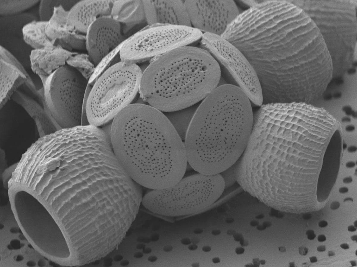 Nature’s Architecture