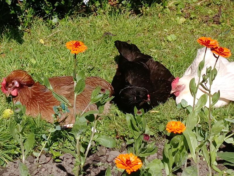 Scotland’s Gardens Scheme Open Garden: The Good Life Garden