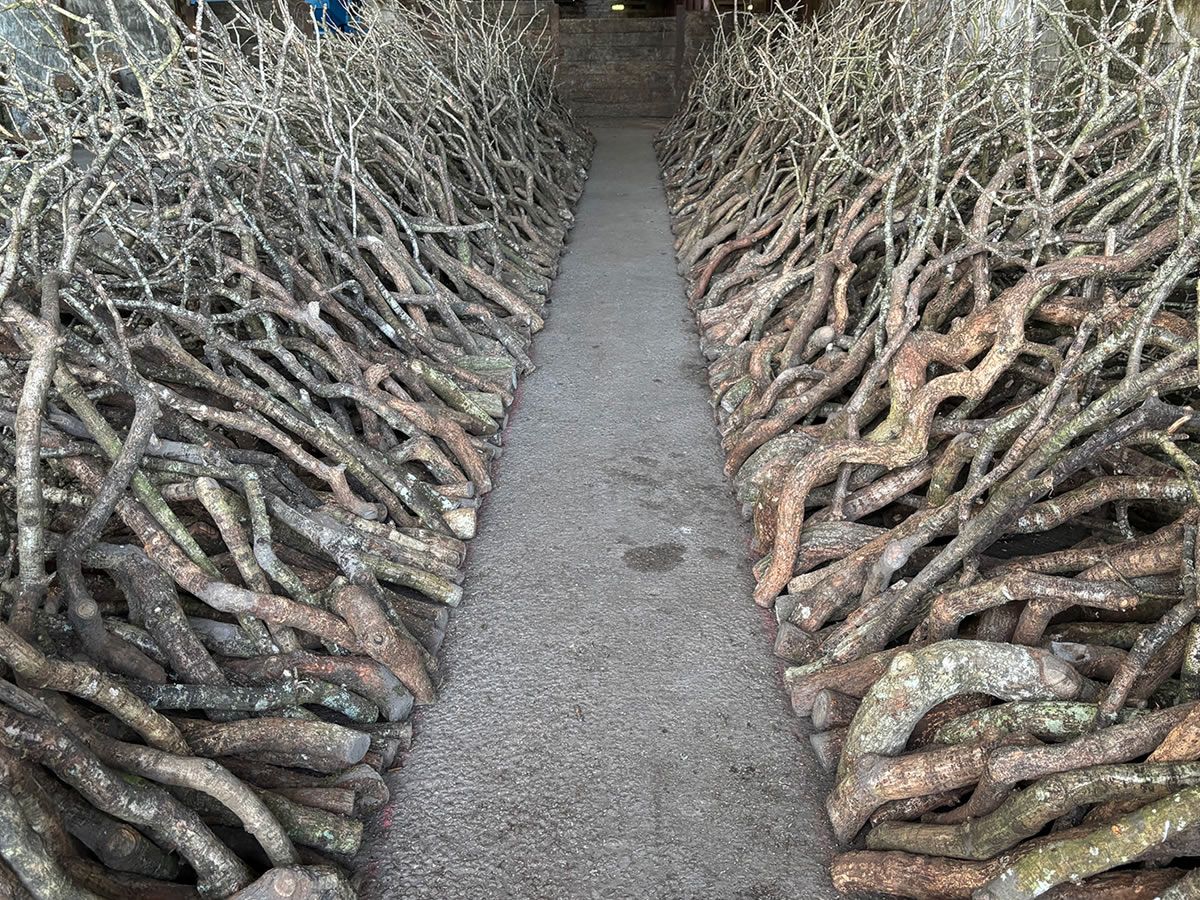 Andy Goldsworthy: Fifty Years