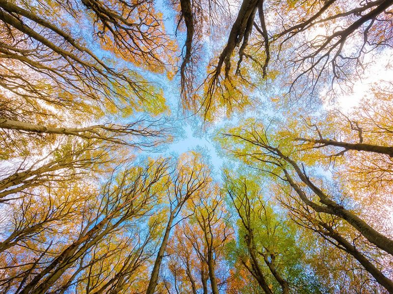 Autumn Forest Bathing Walk 2. Hermitage of Braid Nature Reserve