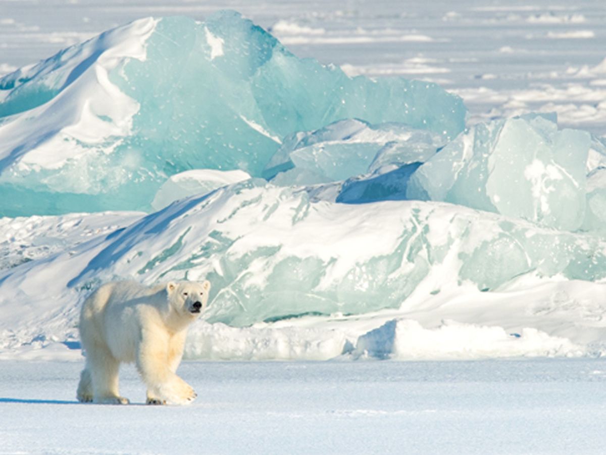 A Passion For Wildlife