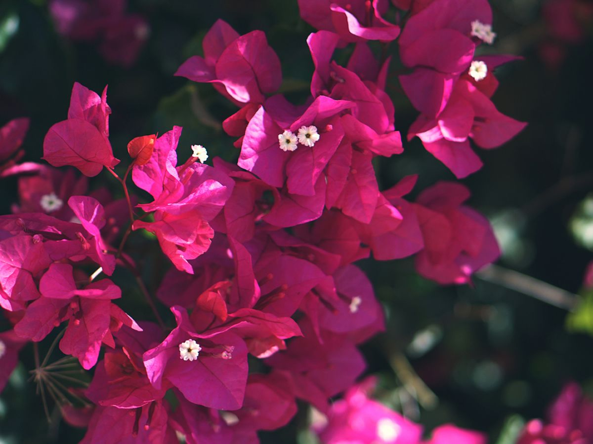 Summer Flower Arranging