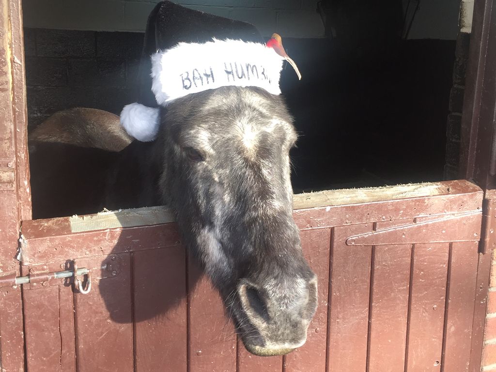 Glasgow Riding for the Disabled Association Christmas Fayre